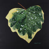 Hedera colchica, 'Dentata Variegata' Ivy original watercolour and gouache art work