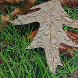 Quercus, Oak Leaf original watercolour and gouache art work