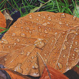 Fagus sylvatic, Beech Leaf original watercolour and gouache art work