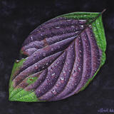 Cornus sanguinea, Dogwood original watercolour and gouache art work