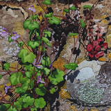 Toadflax and Navelwort