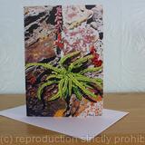 Asplenium trichomanes Maidenhair Spleenwort