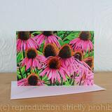 Echinacea purpurea, Coneflower