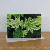 Fatsia japonica 'Spider's Web'