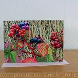 Rubus fruticosus, Bramble