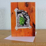 Tanacetum parthenium, Feverfew