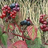 Bramble, Rubus fruticosus