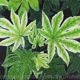 Fatsia japonica