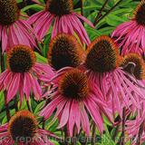 Echinacea purpurea, Coneflower
