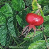 Rose Hip, Rosa rugosa