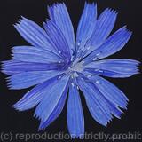 Chicory