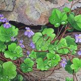 Ivy-leaved Toadflax