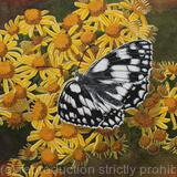 Marbled White Butterfly