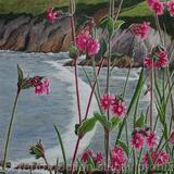 Red Campion