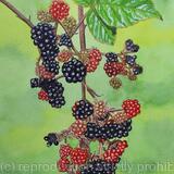 Brambles and Ladybird