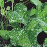 Ivy and Raindrops
