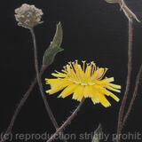 Rough Hawkbit