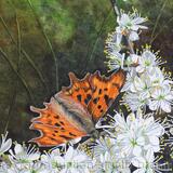 Hawthorn and Comma Butterfly