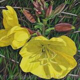 Common Evening Primrose