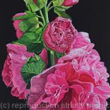 Hollyhock