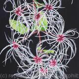 Clematis ligusticifolia
