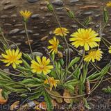 Group of Rough Hawkbit