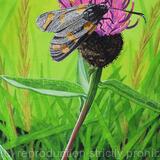 Six-spot Burnet Moth