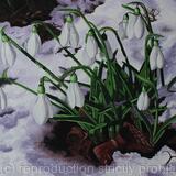 Snowdrops
