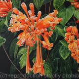 Flame Vine, Combretum coccineum