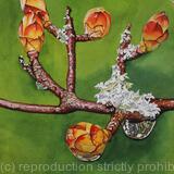 Lichen and Raindrops