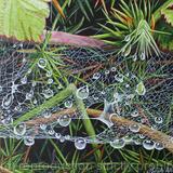 Cobweb with Raindrops