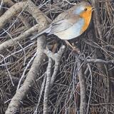 Robin at Ness Gardens