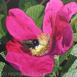Rosa rugosa and Bee