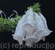 White Foxglove
