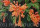Flame Vine, Combretum coccineum