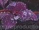 Purple Rain
