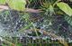 Cobweb with Raindrops