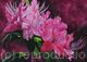 Rhododendron 