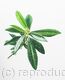 Skimmia