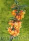 Berberis