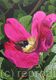 Rosa rugosa and Bee