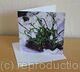 Snowdrops