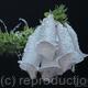 White Foxglove