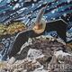 Cormorant