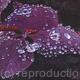 Purple Rain