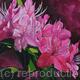 Rhododendron 