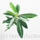 Skimmia