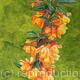 Berberis