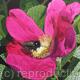 Rosa rugosa and Bee