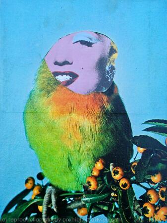 Marilyn Bird